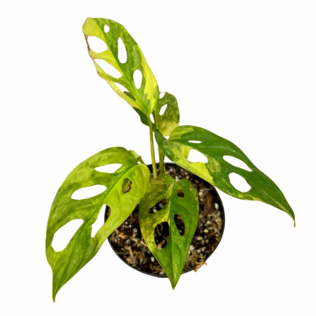 monstera adansonii variegated aurea Monstera Adansonii Aurea Variegated 4”