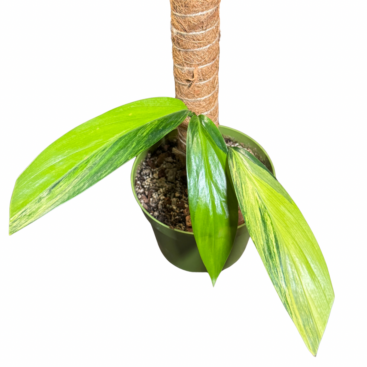 Epipremnum Amplissimum Variegated w/Pole 6