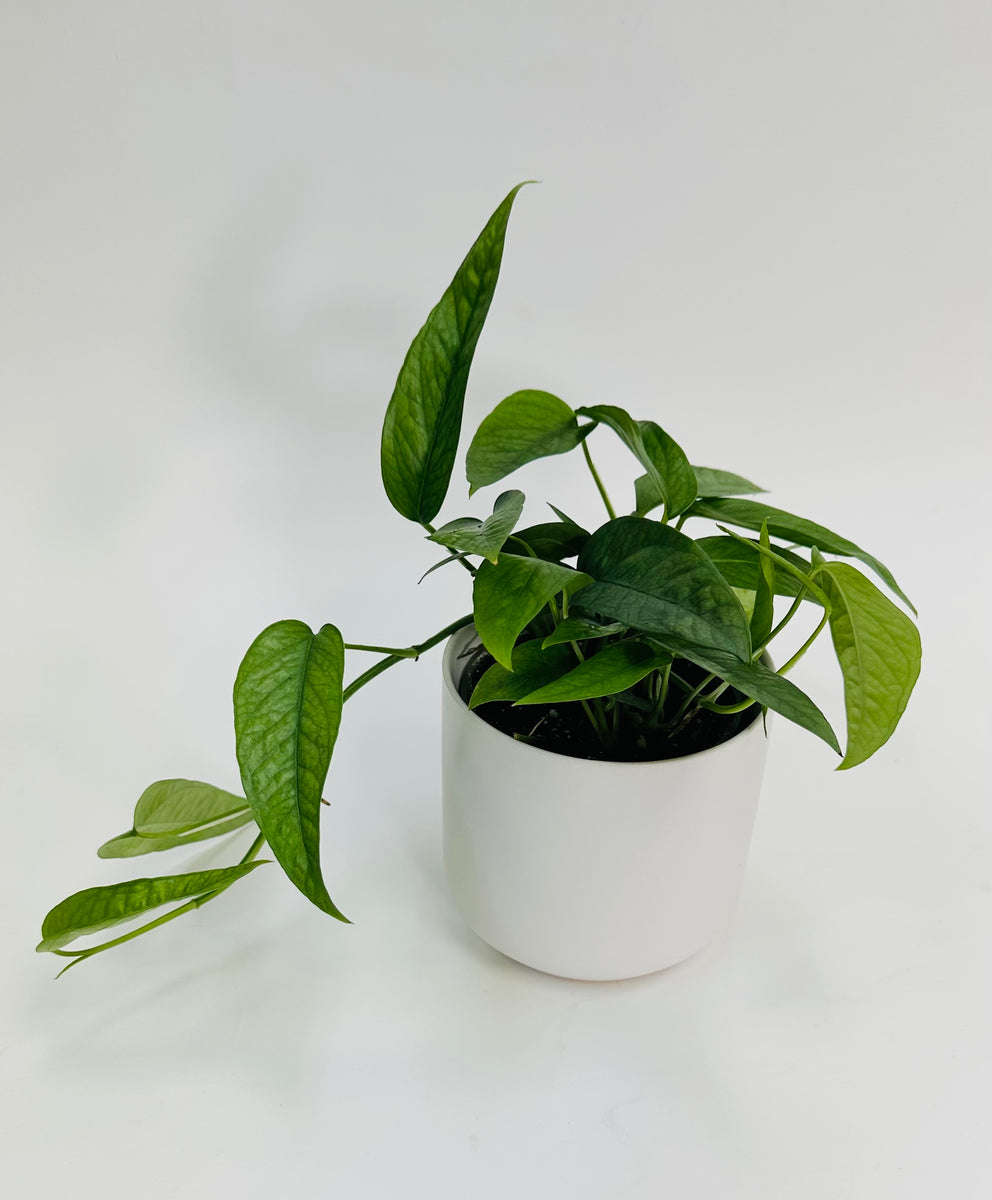 cebu blue pothos full plant Pothos Cebu Blue 4” – SF Plants