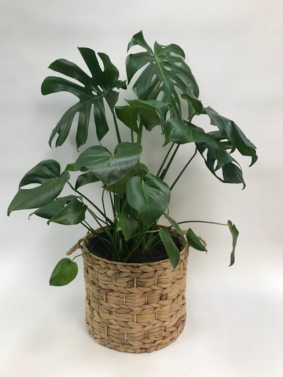 Monstera Deliciosa 10