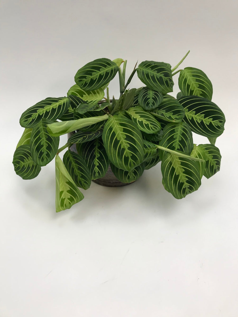 812DDCAE-127D-4A47-9354-