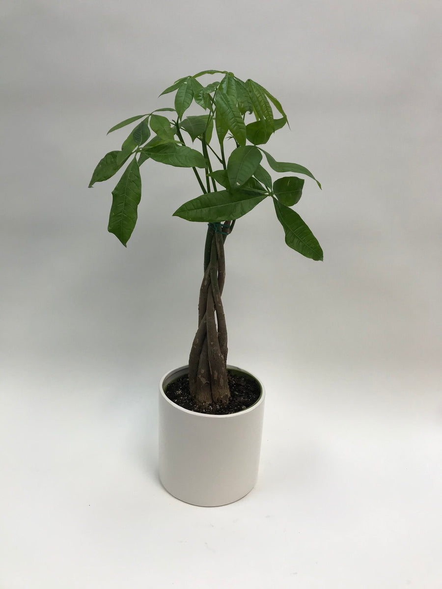 Money Tree