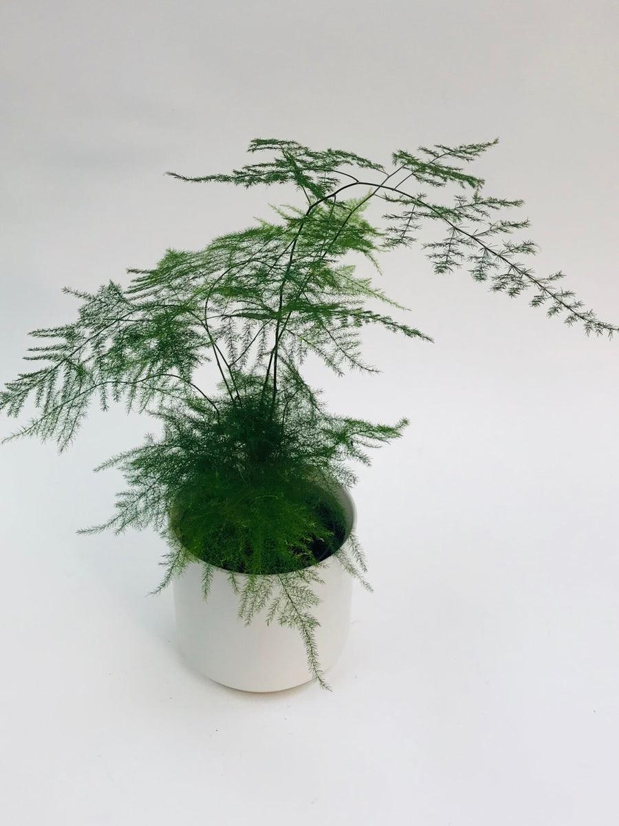 Asparagus Fern - The Mellow SF