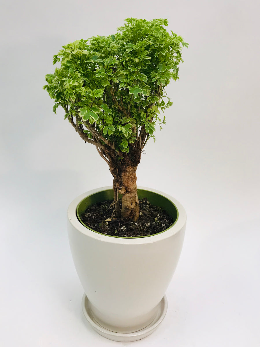 Aralia Ming Gold Mini Bonsai 6