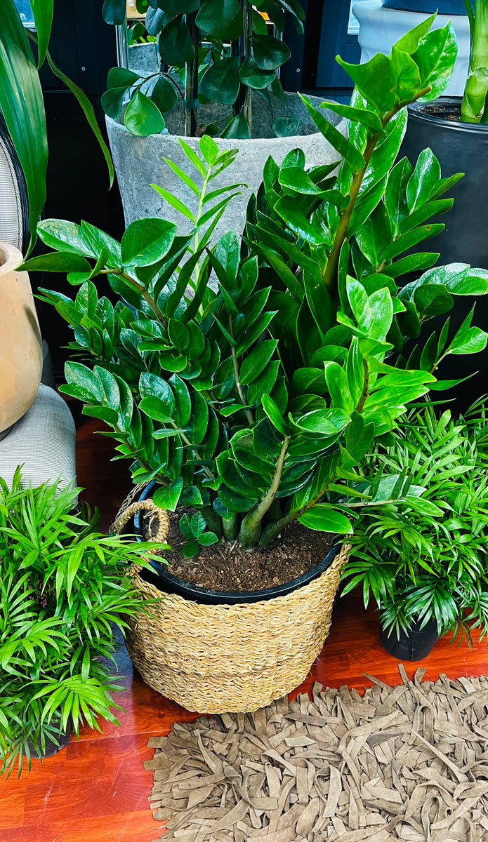 zz plant price philippines ZZ Plant 10"