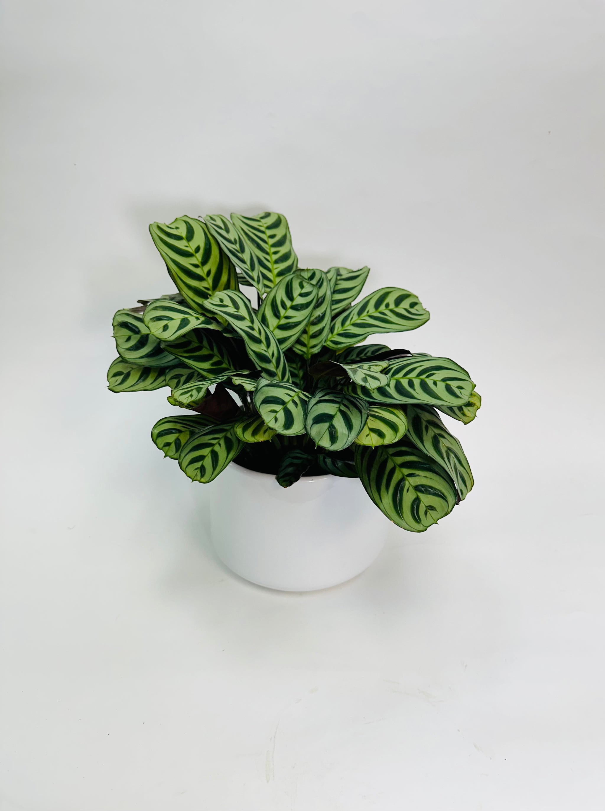 Nokko plants Plants – SF Plants