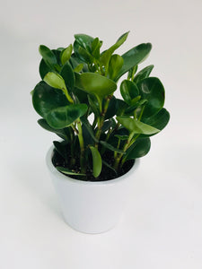 Peperomia Thailand 6"