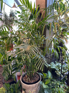 Chamaedorea Bamboo Palm 14”