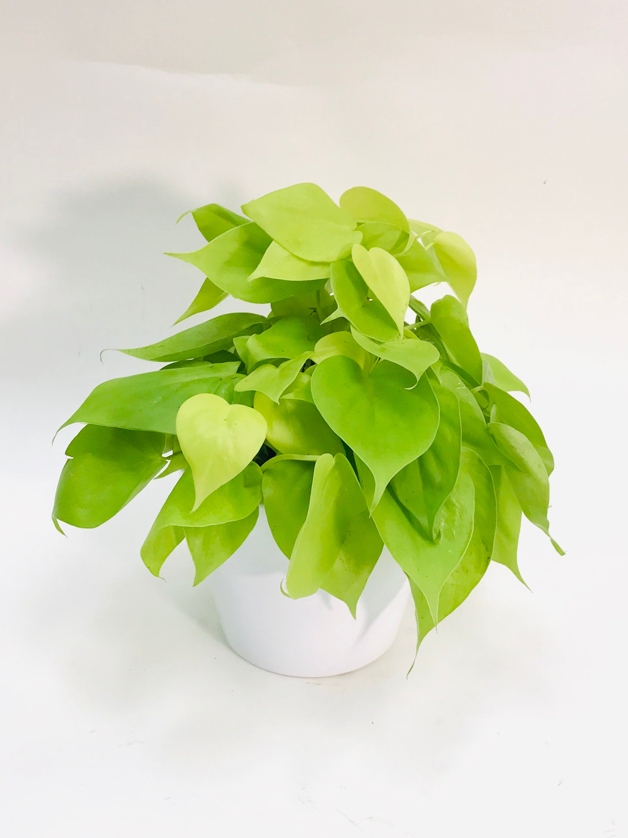 pothos 6 Pothos Neon 6" – SF Plants
