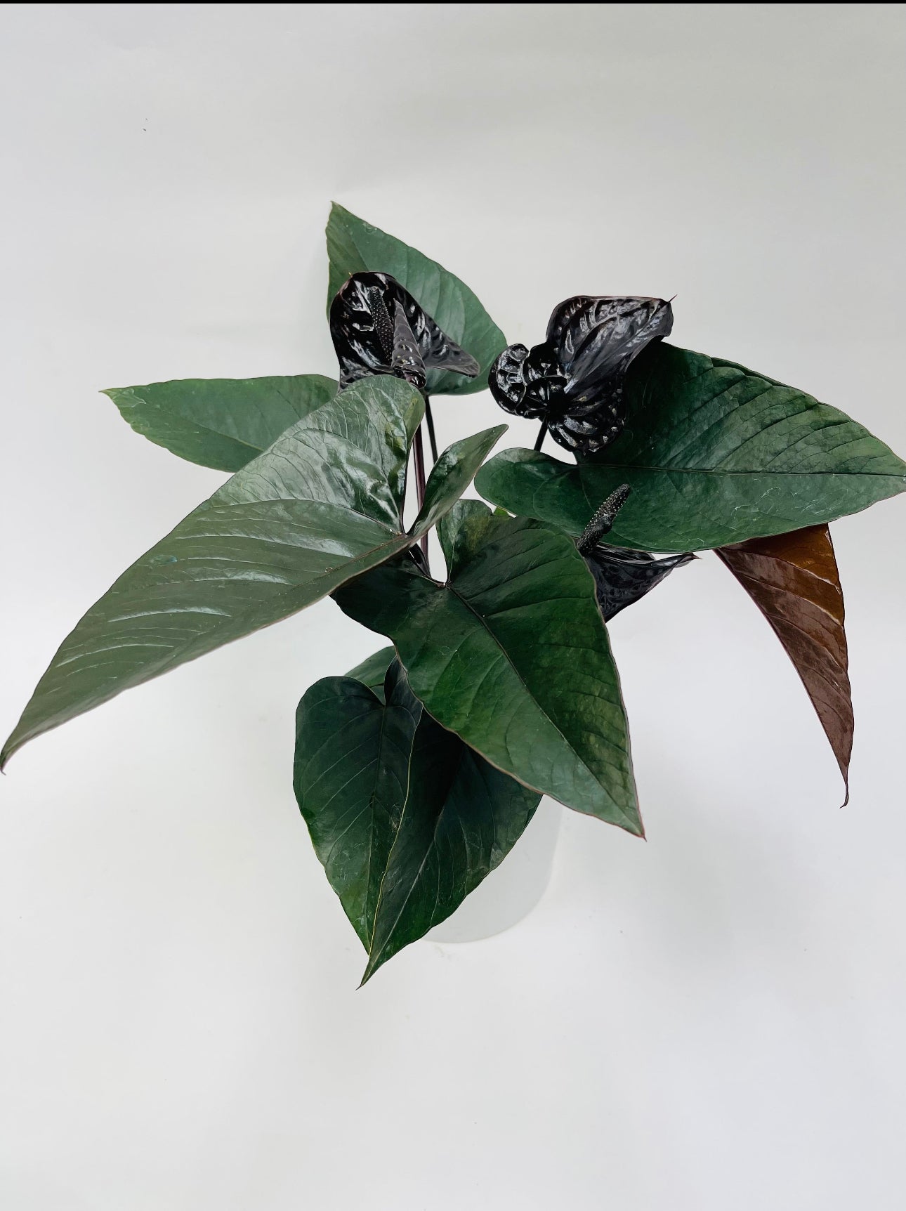 anthurium black winner Anthurium Black Winner 6”