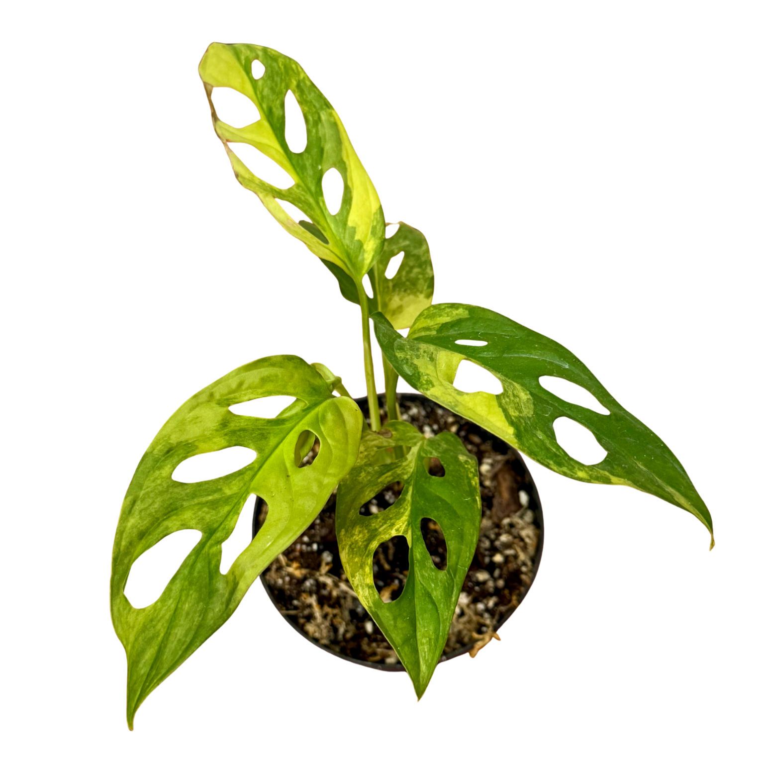 Monstera Adansonii Aurea Variegated 4”