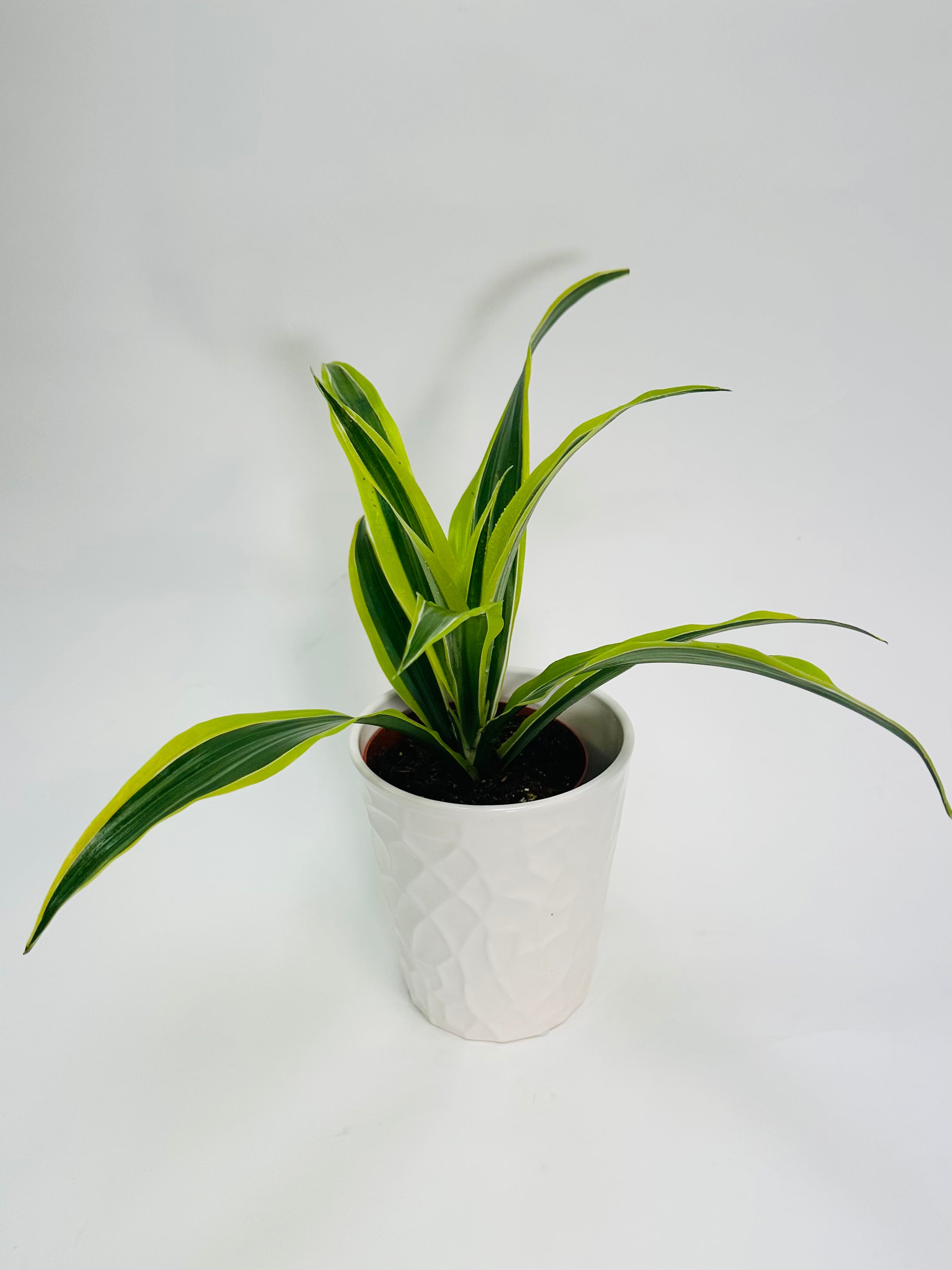 dracaena lemon lime indoor Dracaena Lemon Lime 4" – SF Plants