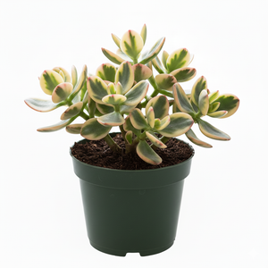 Crassula Jade Tricolor 4