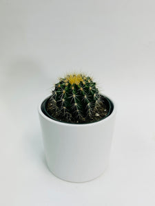 Cactus Golden Barrel 6"