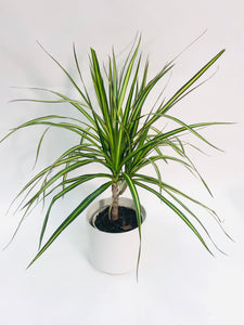 Dracaena Marginata Cane 4"