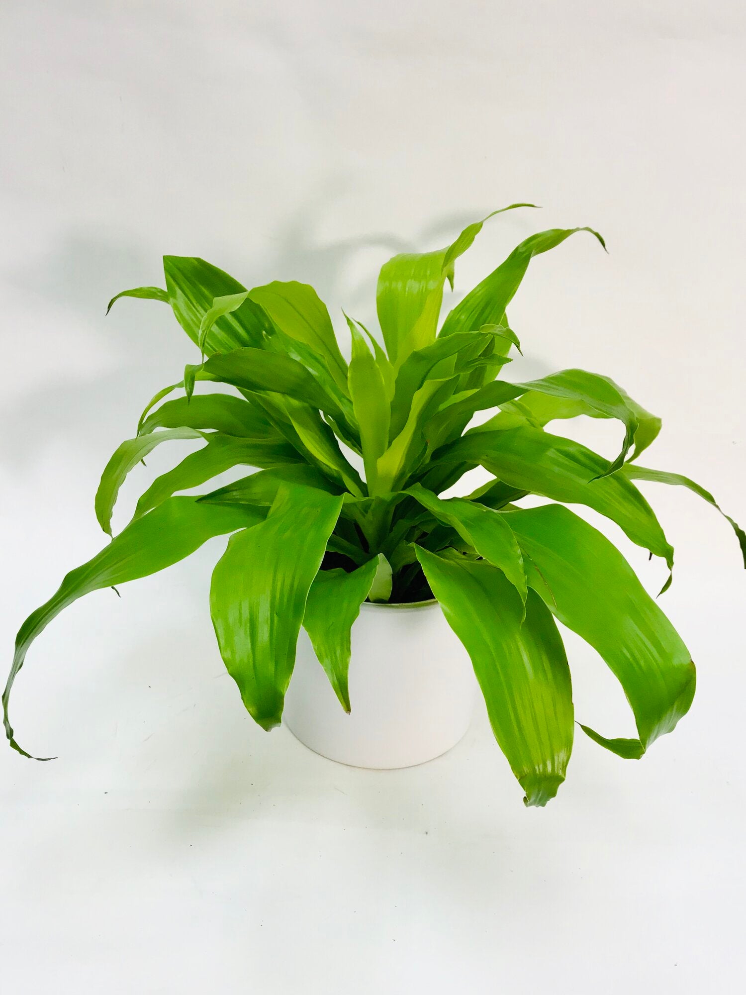 dracaena deremensis limelight Dracaena Limelight 6" – SF Plants