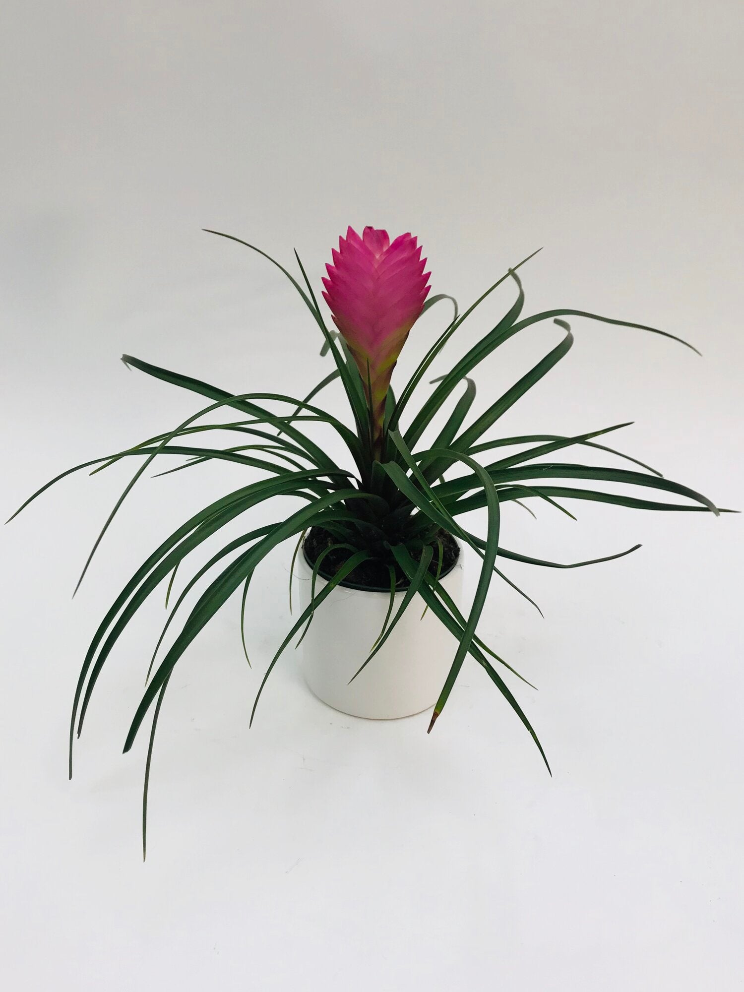 Tillandsia Cyanea 4"