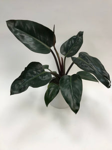 Philodendron Congo Rojo 6"