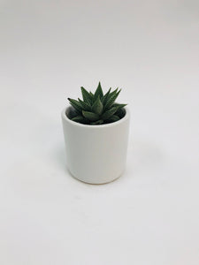 Haworthia 2"