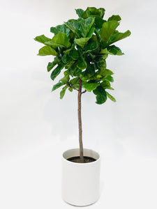 Ficus Lyrata Standard 14"