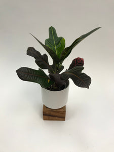 Croton Petra 4"