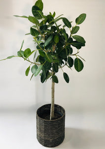 Ficus Audrey Standard 14"