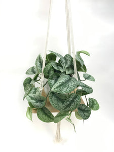 silver splash vs satin pothos Pothos Silver Splash 6" – SF Plants