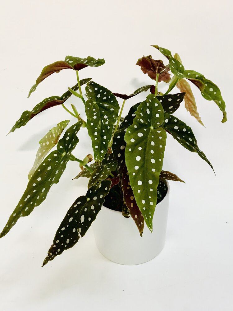 Begonia Maculata 6"