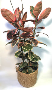 Ficus Decora Ruby 14"