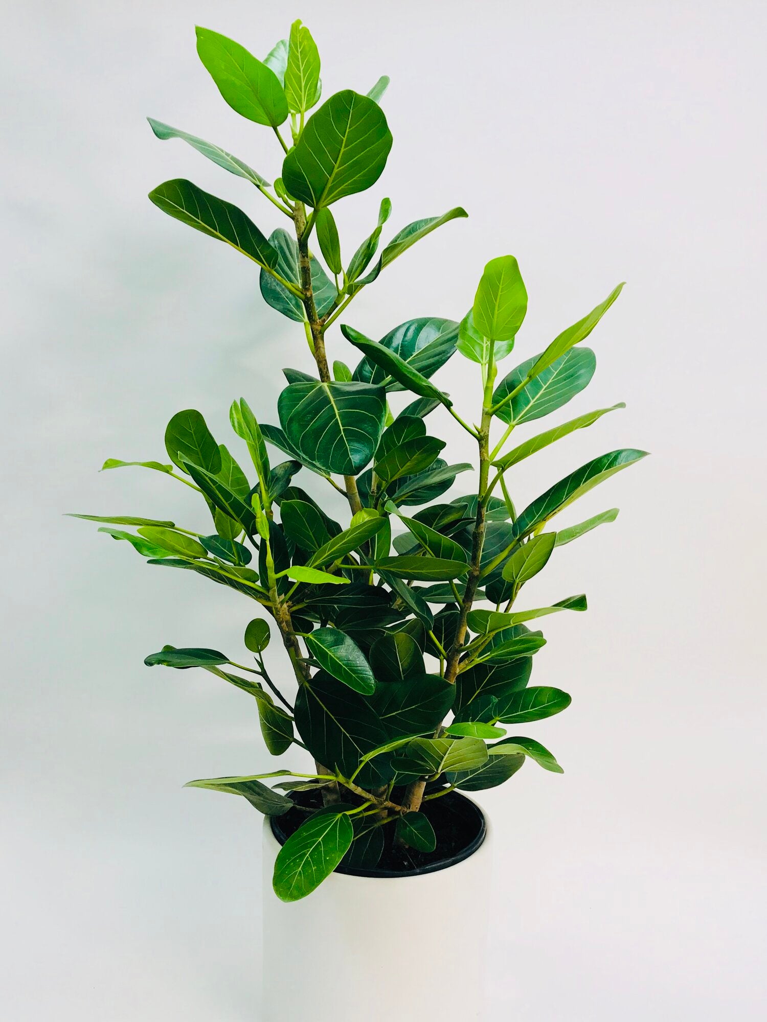 ficus audrey bush Ficus Audrey Column/Bush 10"