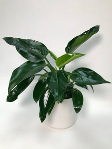 Philodendron Congo Green 6"