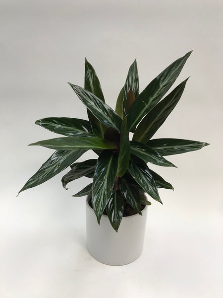 Stromanthe Sanguinea 6
