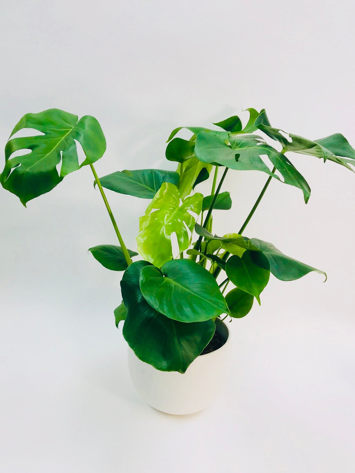 can monstera deliciosa survive in berkeley california Monstera Deliciosa 8" – SF Plants