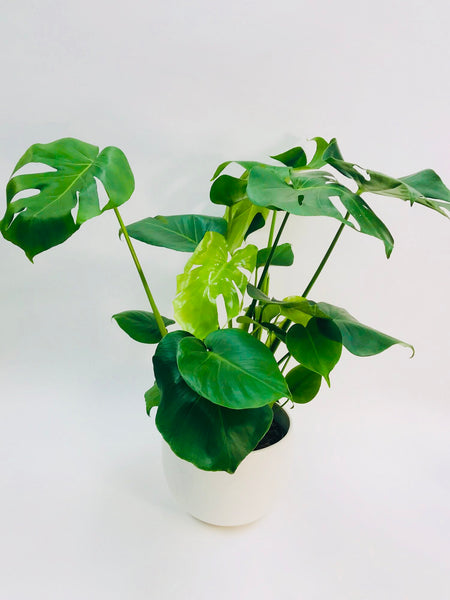 Monstera Deliciosa 8