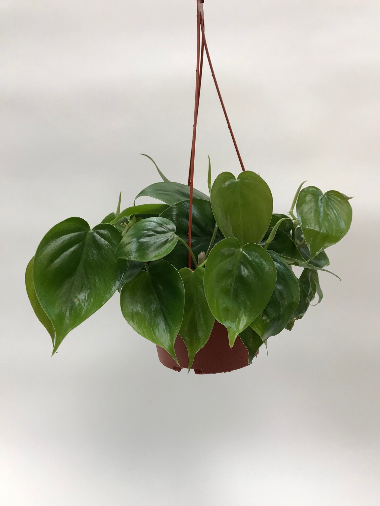 philodendron cardatum Philodendron Cordatum 6" – SF Plants