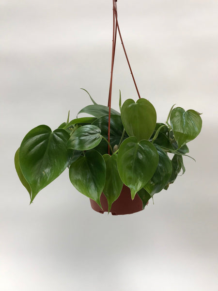 philodendron cordatum light Philodendron Cordatum 6" – SF Plants