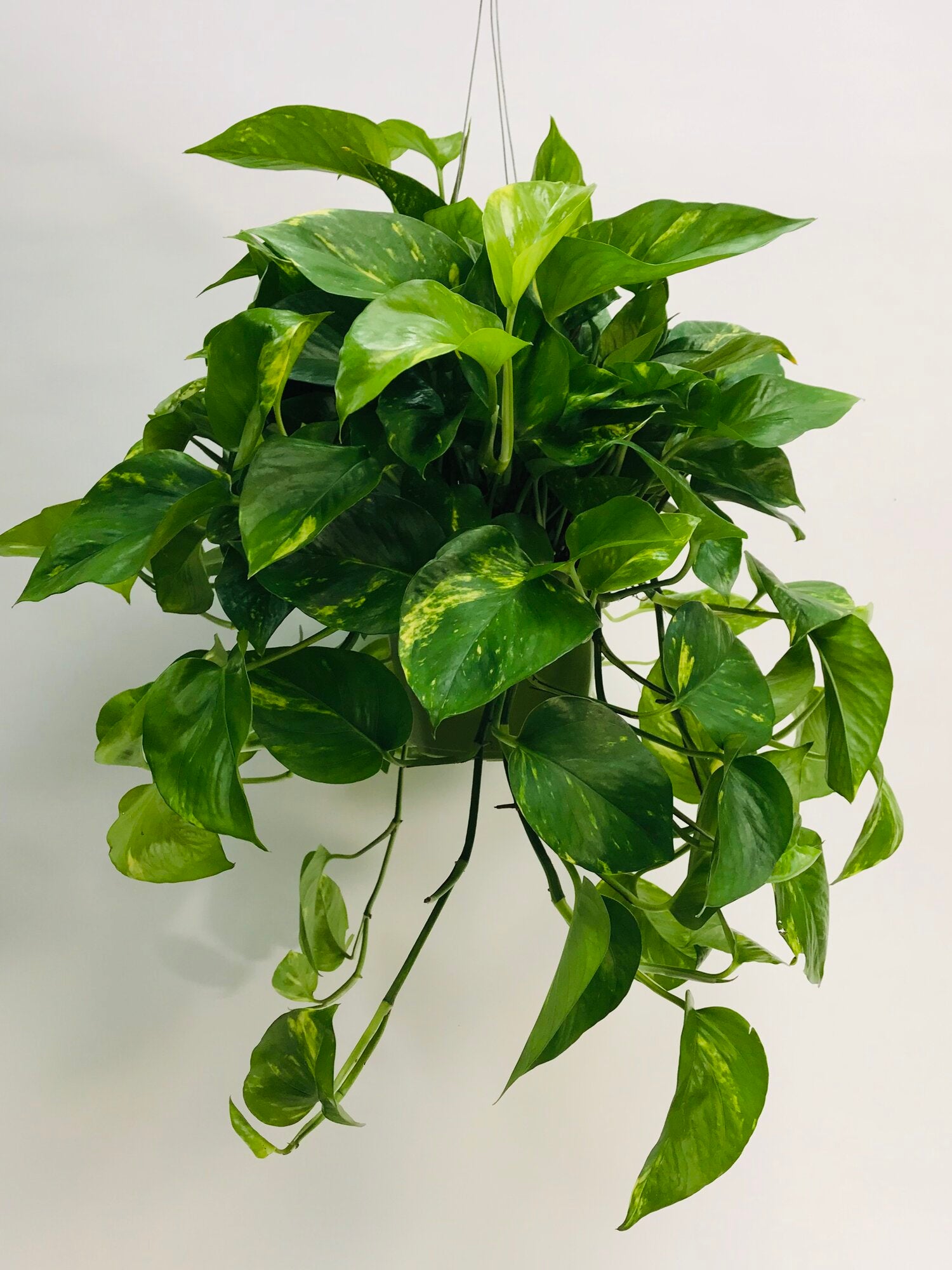 6 pothos plant Golden Pothos X-Long 6"