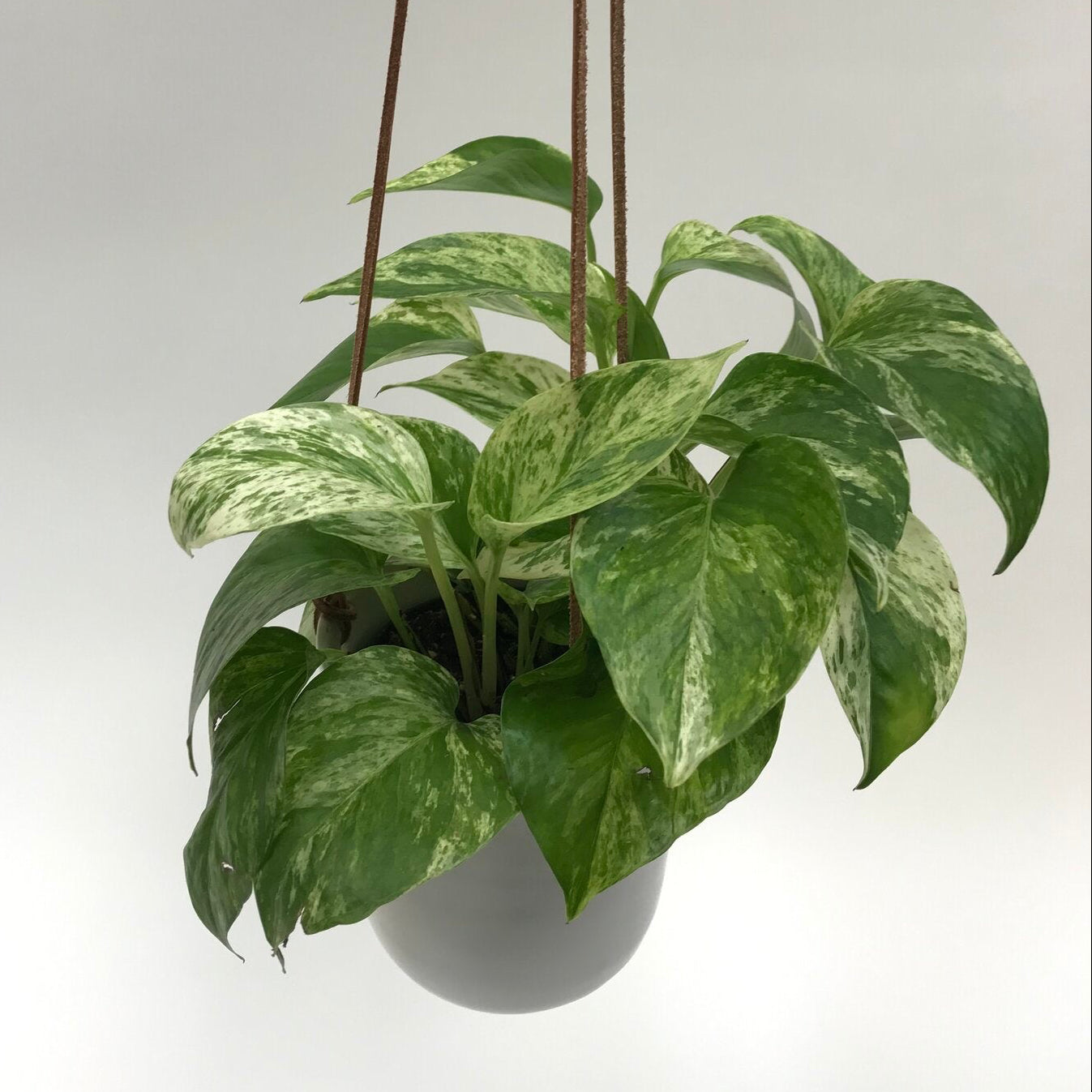 buy marble queen pothos Marble Queen Pothos 4" – SF Plants