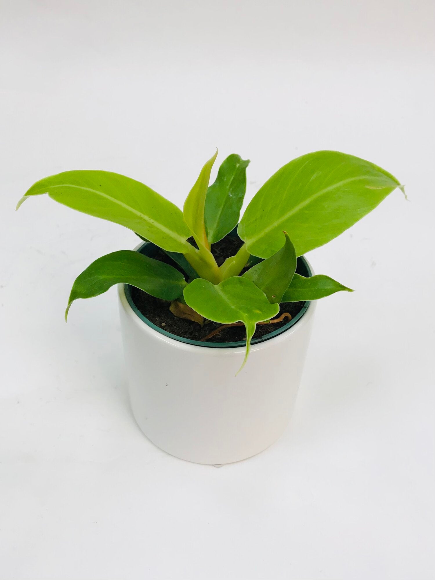 Philodendron Moonlight 4"