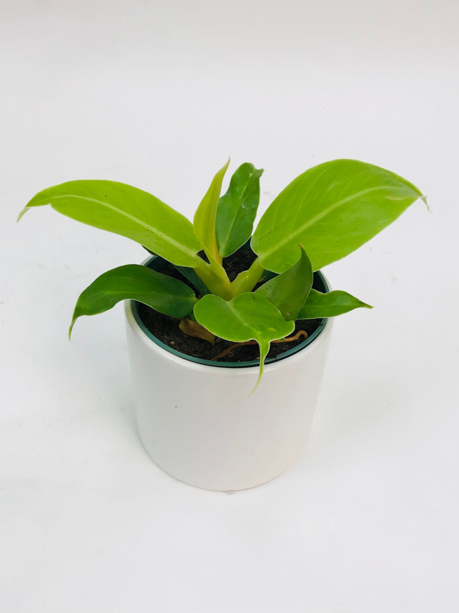 philodendron lemon lime vs moonlight Philodendron Moonlight 4" – SF Plants