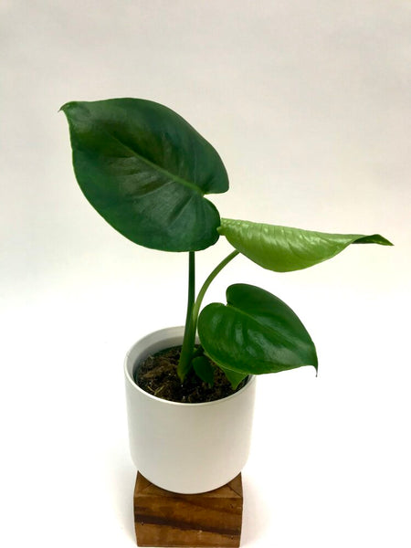 Monstera Deliciosa 4