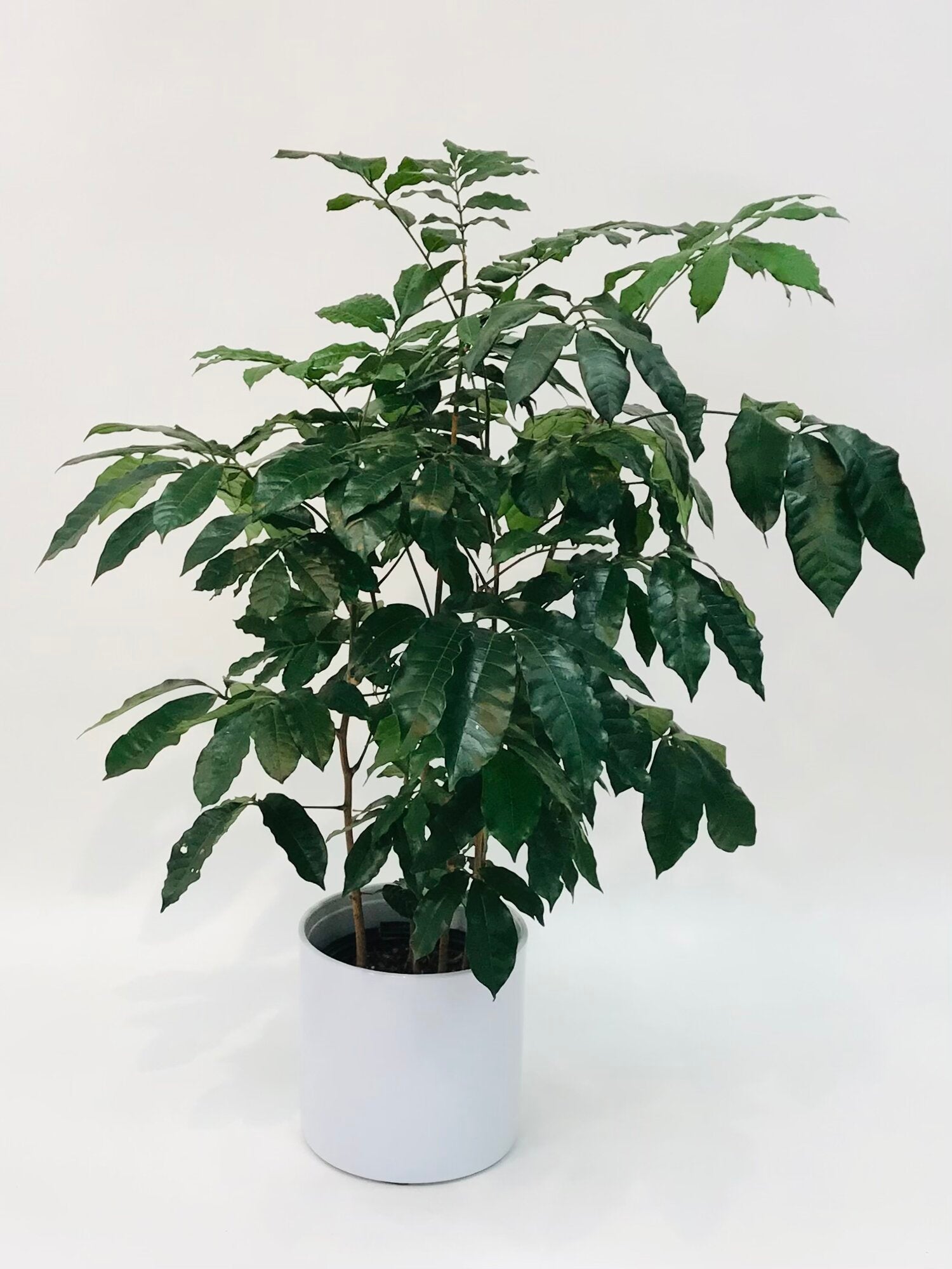 Natal Mahogany 14”