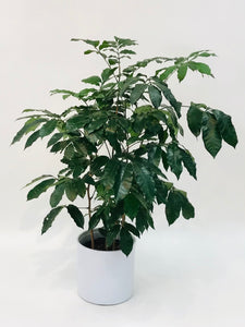 Natal Mahogany 14”