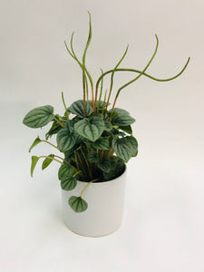 Peperomia Frost 6"