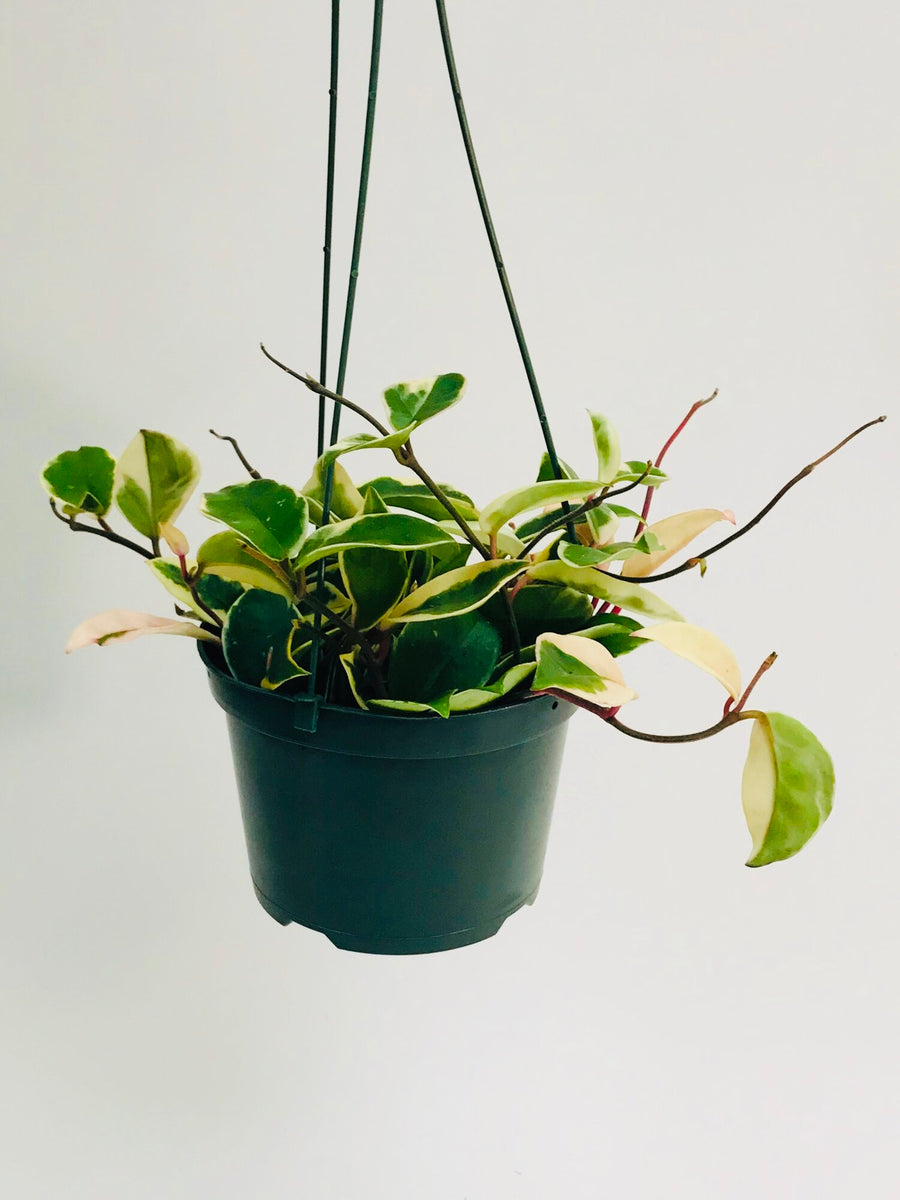 Hoya Carnosa Tricolor 6
