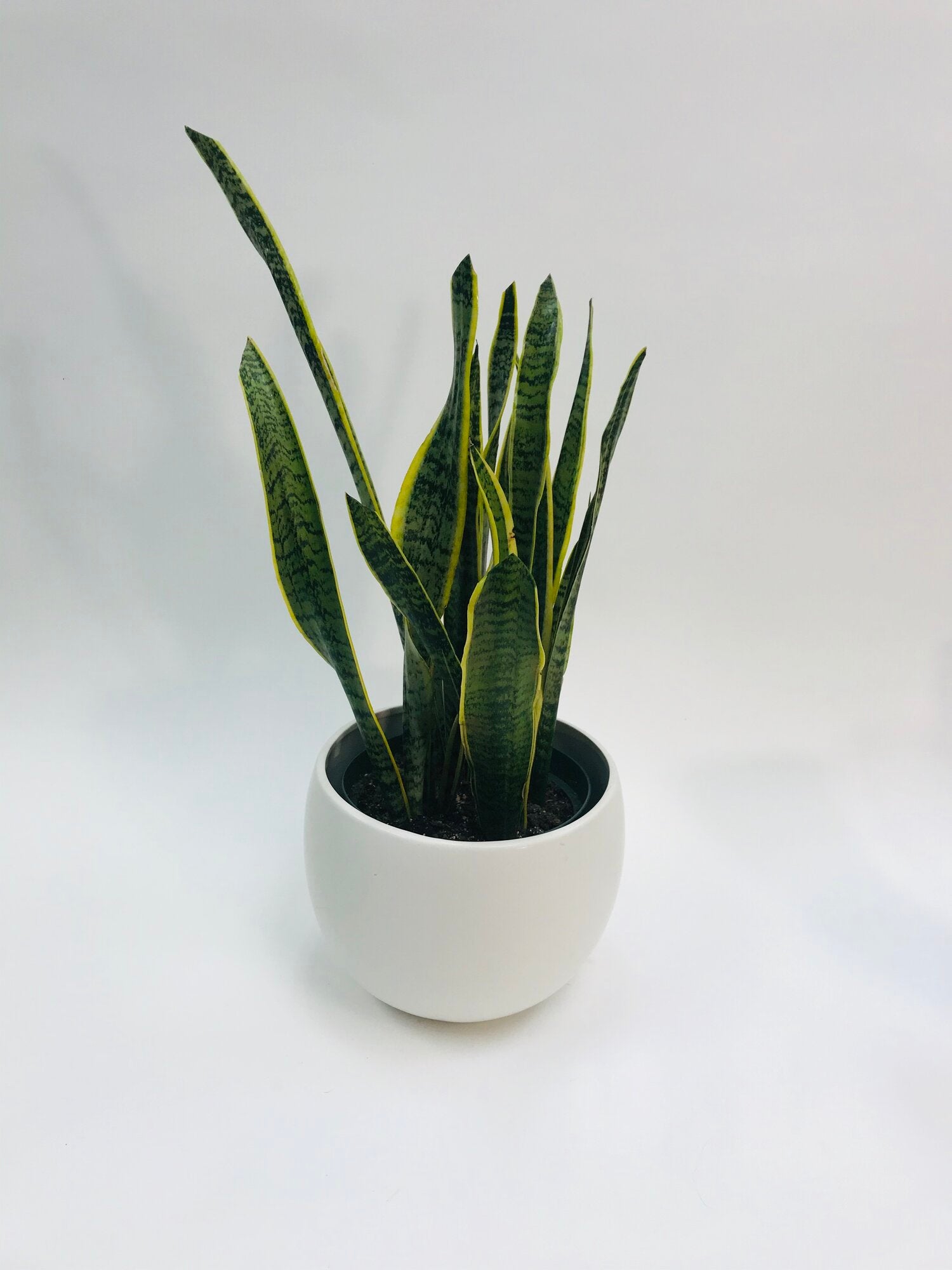 8 snake plant Sansevieria Laurentii 8" – SF Plants