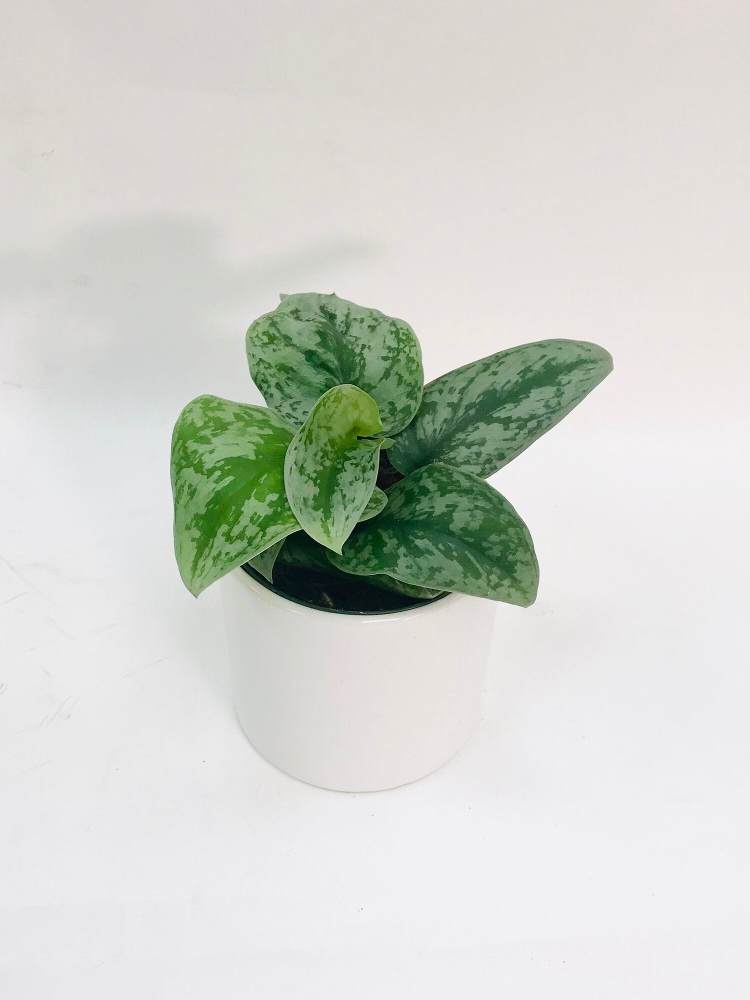 pothos silver splash Pothos Silver Splash 4" – SF Plants