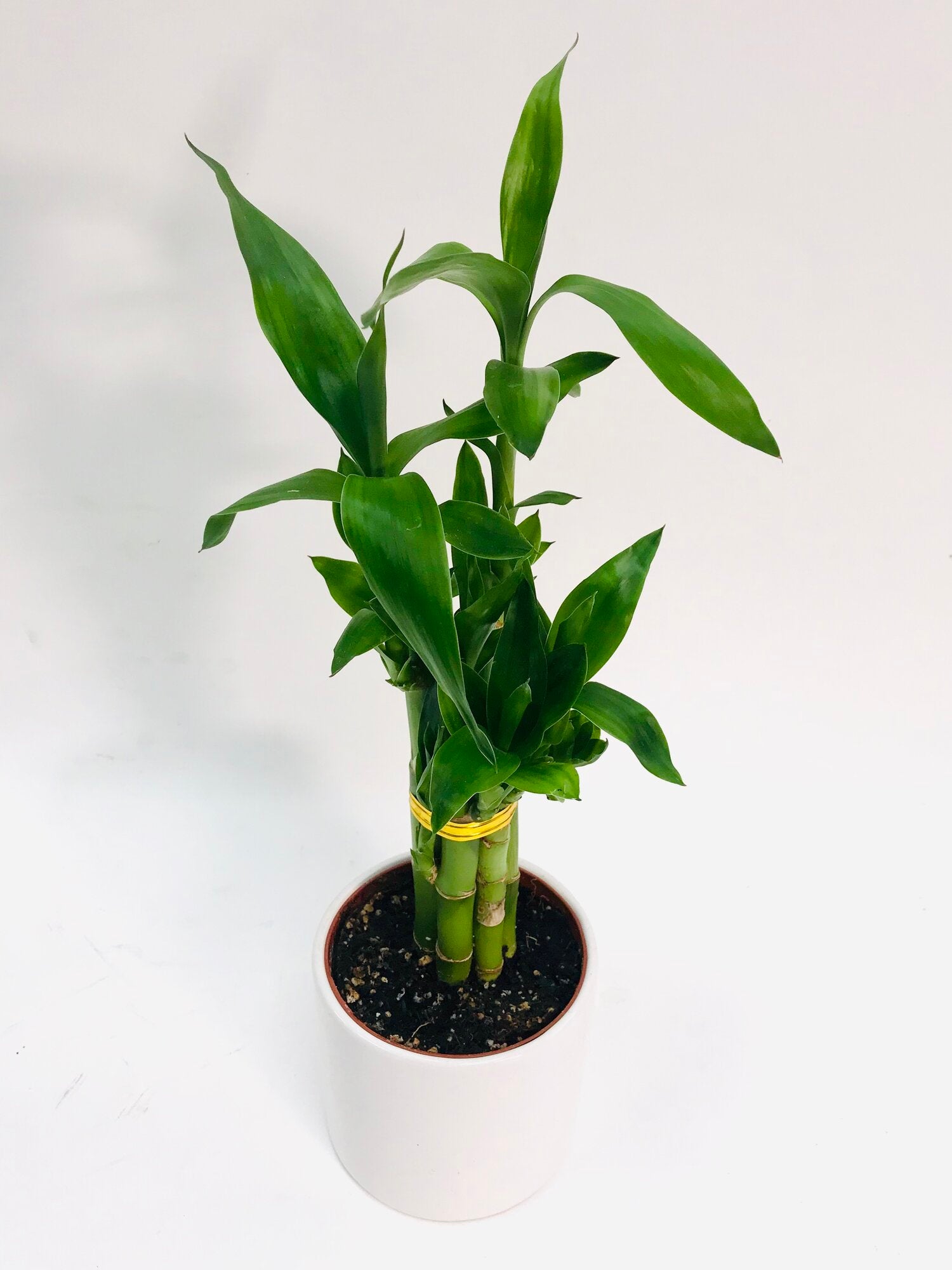 4 lucky bamboo Lucky Bamboo Straight 4"