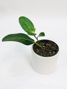 Ficus Audrey 4"