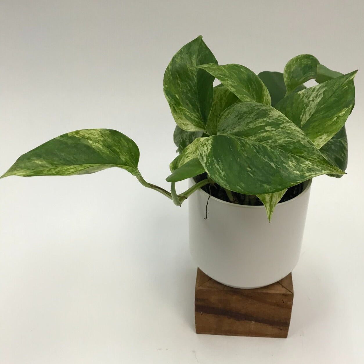 pothos foetidus plant Pothos Golden 4" – SF Plants